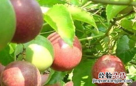 百香果怎么种好 百香果怎么种好吃