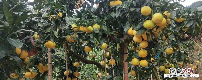 葡萄柚和西柚的区别 葡萄柚和西柚的区别是什么