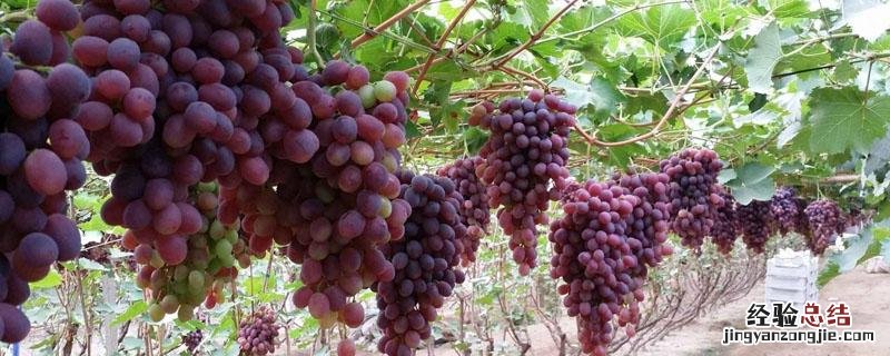 葡萄扦插技术及时间视频 葡萄扦插技术及时间