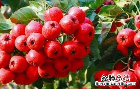 山楂常见病害及防治 山楂常见病害及防治措施