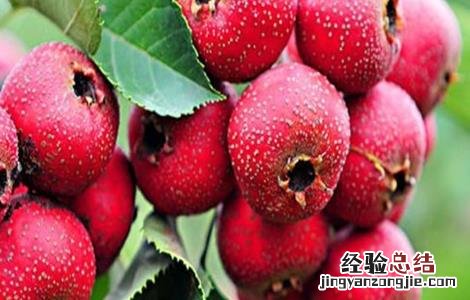 山楂常见病害及防治 山楂常见病害及防治措施
