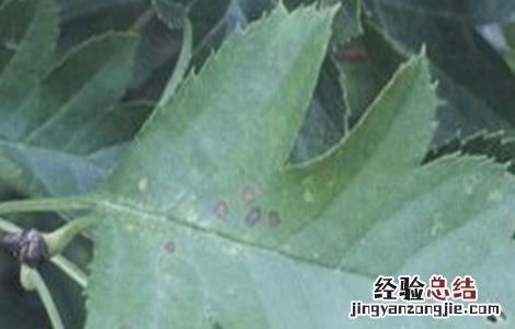 山楂常见病害及防治 山楂常见病害及防治措施