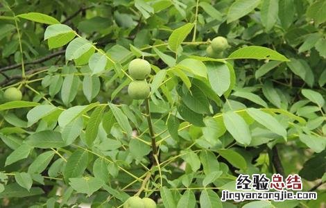 提高核桃产量的方法 提高核桃产量的方法有哪些