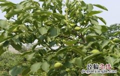 提高核桃产量的方法 提高核桃产量的方法有哪些