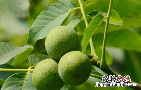 提高核桃产量的方法 提高核桃产量的方法有哪些