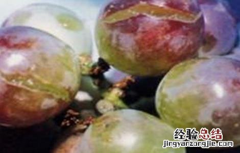 葡萄裂果的原因和防治 葡萄裂果的原因