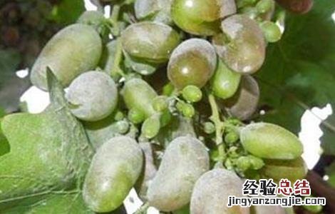 葡萄裂果的原因和防治 葡萄裂果的原因