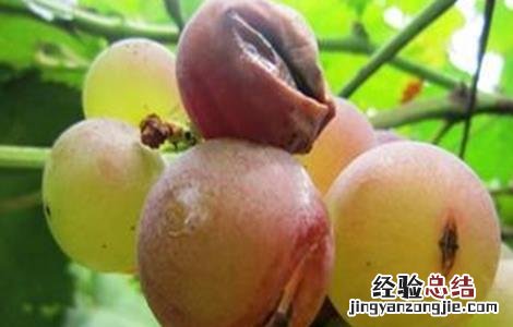 葡萄裂果的原因和防治 葡萄裂果的原因