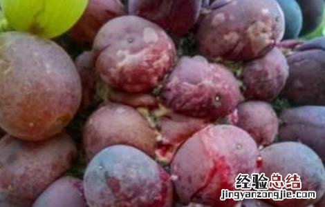 葡萄裂果的原因和防治 葡萄裂果的原因