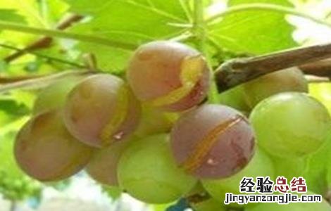 葡萄裂果的原因和防治 葡萄裂果的原因