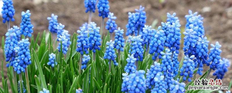 葡萄风信子什么时候种植最好 葡萄风信子什么时候种