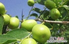 青枣的种植技术和管理 青枣种植的注意事项