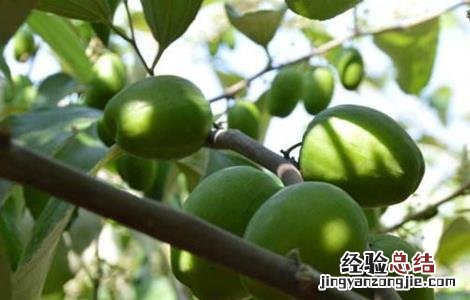 青枣的种植技术和管理 青枣种植的注意事项