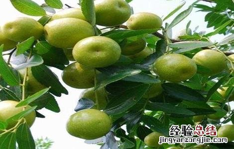 青枣的种植技术和管理 青枣种植的注意事项