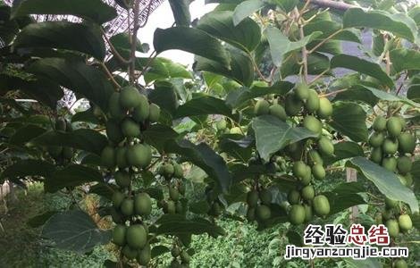 软枣猕猴桃种植要求 软枣猕猴桃种植注意事项