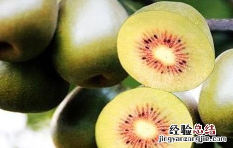 软枣猕猴桃种植要求 软枣猕猴桃种植注意事项