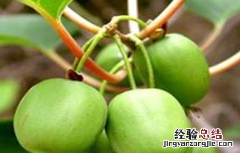 软枣猕猴桃种植要求 软枣猕猴桃种植注意事项