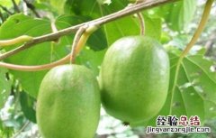 软枣猕猴桃种植要求 软枣猕猴桃种植注意事项