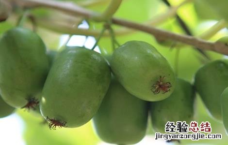 软枣猕猴桃种植要求 软枣猕猴桃种植注意事项