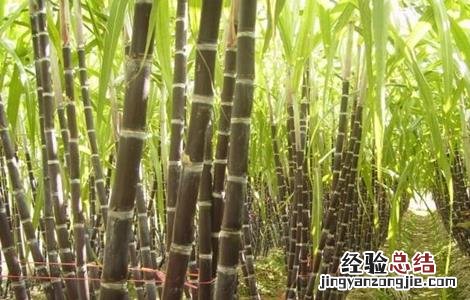 如何提高甘蔗的产量 如何提高甘蔗的产量和效率