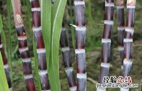 如何提高甘蔗的产量 如何提高甘蔗的产量和效率