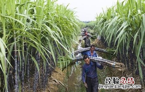 如何提高甘蔗的产量 如何提高甘蔗的产量和效率