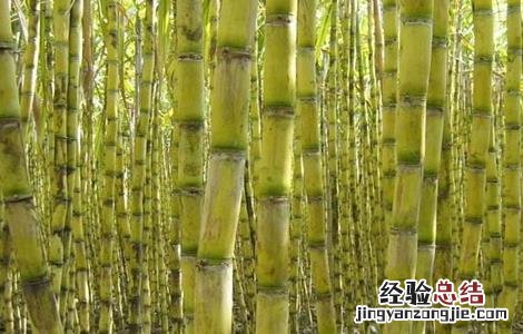 如何提高甘蔗的产量 如何提高甘蔗的产量和效率