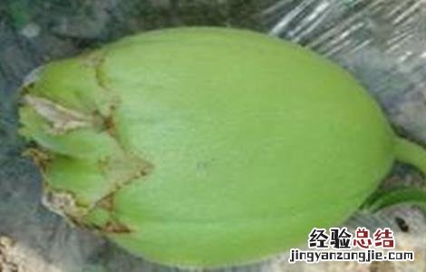 甜瓜产生畸形果的原因及防治方法 甜瓜瓜胎畸形果的防治
