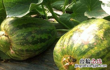 甜瓜产生畸形果的原因及防治方法 甜瓜瓜胎畸形果的防治
