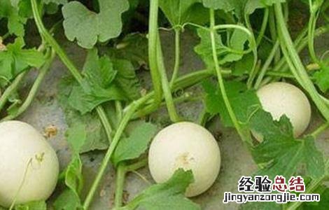甜瓜产生畸形果的原因及防治方法 甜瓜瓜胎畸形果的防治