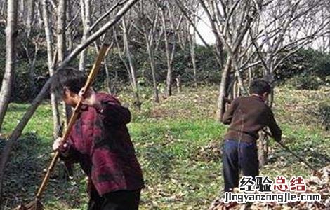 板栗种植技术与管理 板栗采收后管理技术