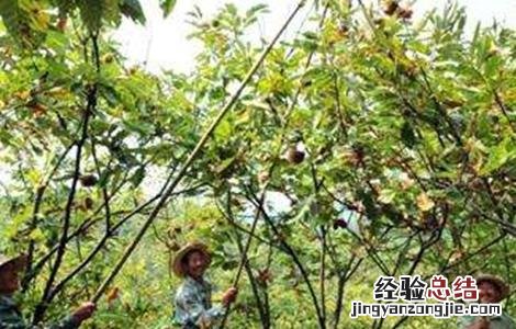 板栗种植技术与管理 板栗采收后管理技术