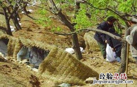 板栗种植技术与管理 板栗采收后管理技术