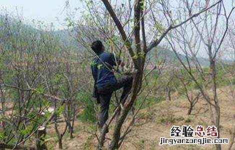 板栗种植技术与管理 板栗采收后管理技术