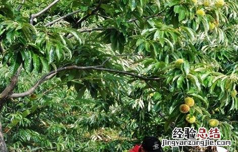 板栗的高产施肥技术是什么 板栗的高产施肥技术