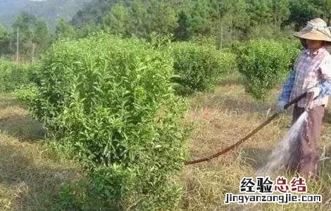 板栗的高产施肥技术是什么 板栗的高产施肥技术