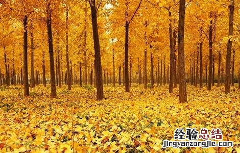银杏落果怎么办 银杏落果怎么收拾