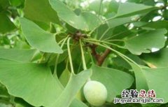 银杏落果怎么办 银杏落果怎么收拾
