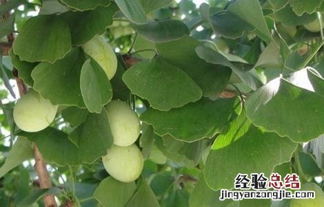 银杏落果怎么办 银杏落果怎么收拾