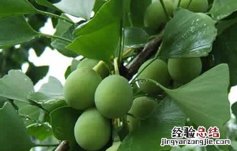 银杏落果怎么办 银杏落果怎么收拾