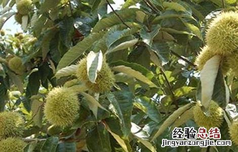 板栗空苞的原因及防治方法视频 板栗空苞的原因及防治方法