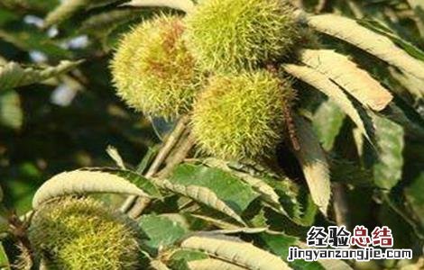 板栗空苞的原因及防治方法视频 板栗空苞的原因及防治方法