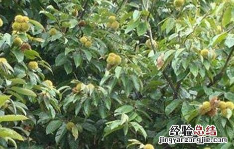 板栗空苞的原因及防治方法视频 板栗空苞的原因及防治方法