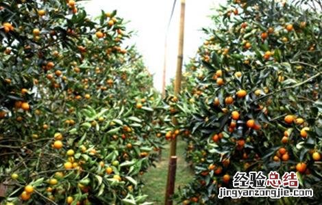 金桔的种植方法 金桔的种植方法和注意事项视频