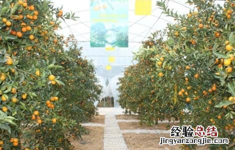 金桔的种植方法 金桔的种植方法和注意事项视频