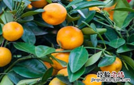 金桔的种植方法 金桔的种植方法和注意事项视频