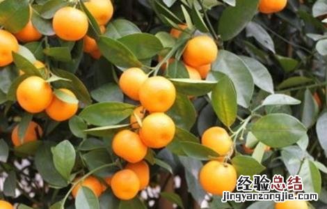 金桔的种植方法 金桔的种植方法和注意事项视频