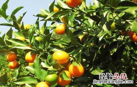金桔的种植方法 金桔的种植方法和注意事项视频