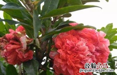 石榴常见种植品种 石榴常见种植品种图片