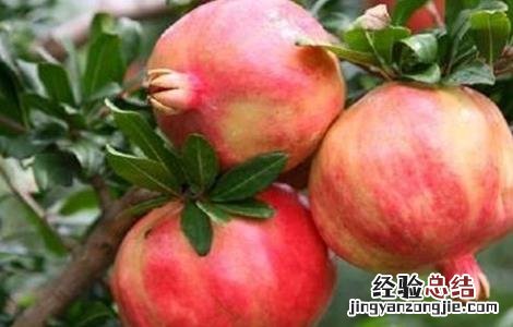 石榴常见种植品种 石榴常见种植品种图片